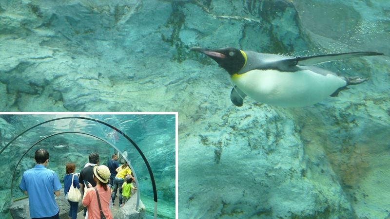 旭山動物園ペンギン館